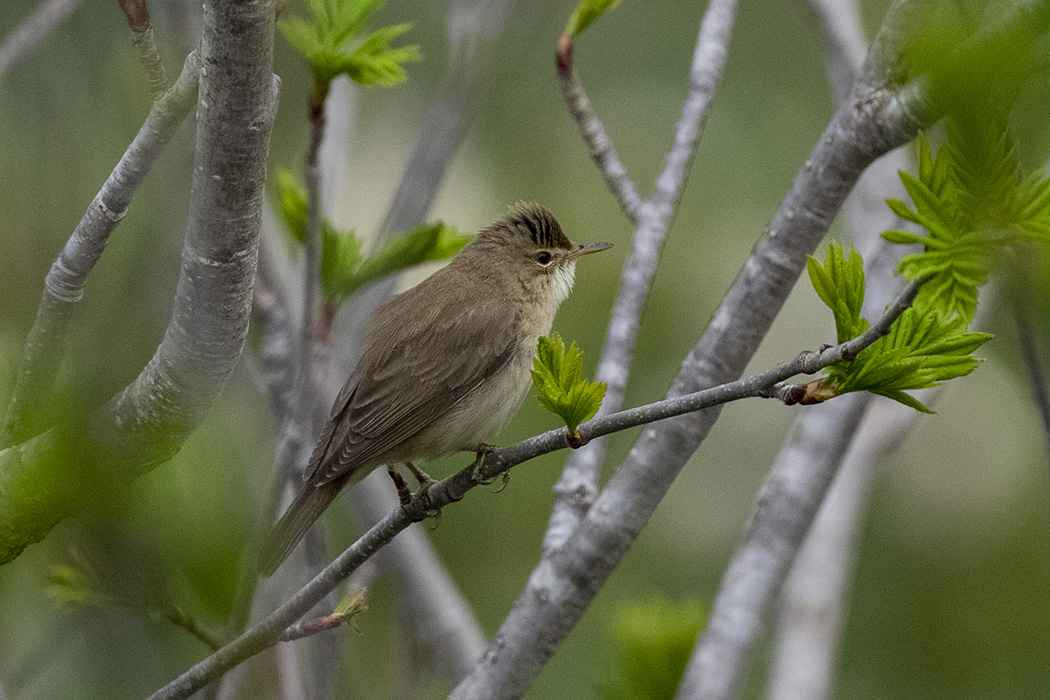 Marsh Warbler